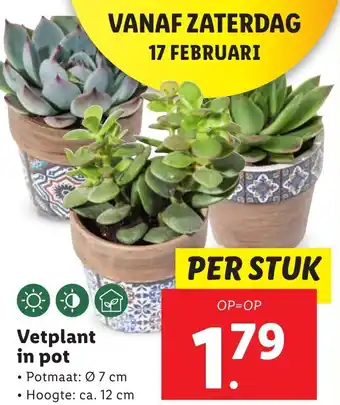 Lidl Vetplant in pot aanbieding