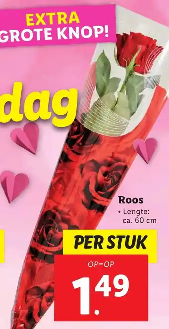 Lidl Roos aanbieding