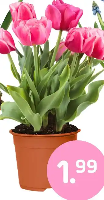 Coppelmans Tulpen in pot aanbieding