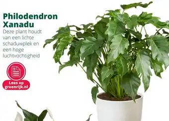 GroenRijk Philodendron Xanadu aanbieding