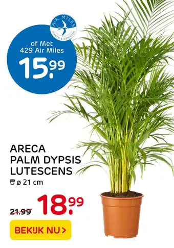 Praxis Areca Palm Dypsis Lutescens aanbieding