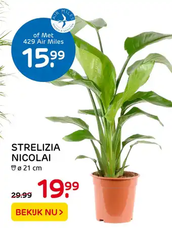 Praxis Strelizia Nicolai aanbieding