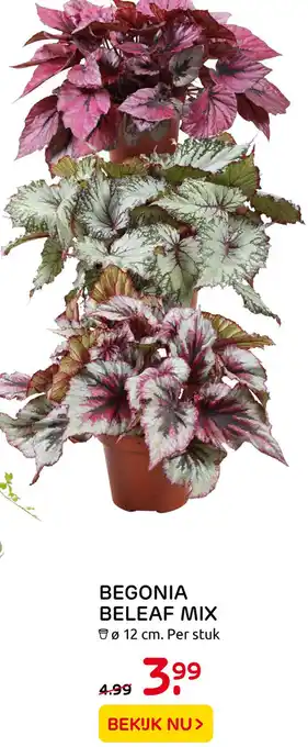 Praxis Tuincentrum BEGONIA BELEAF MIX aanbieding