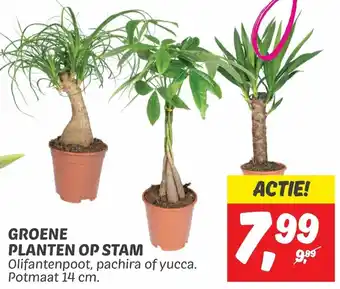 Dekamarkt GROENE PLANTEN OP STAM aanbieding