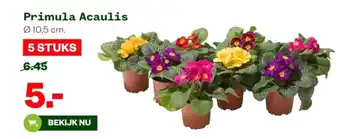 Welkoop Primula Acaulis 10.5 cm aanbieding