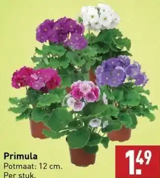 ALDI Primula Potmaat: 12 cm. Per stuk. aanbieding