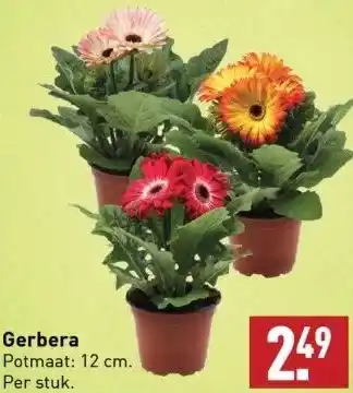 ALDI Gerbera Potmaat: 12 cm. Per stuk. aanbieding