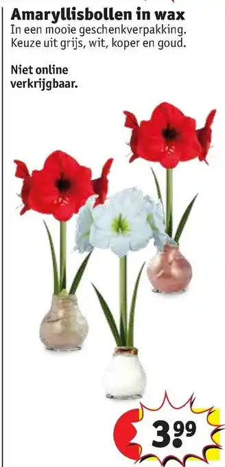 Kruidvat Amaryllisbollen in wax aanbieding