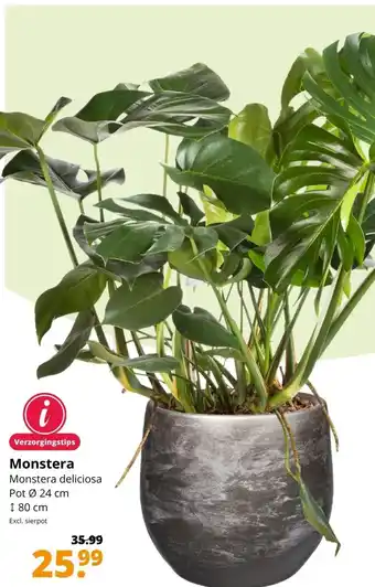 GroenRijk Monstera Pot Ø 24 cm aanbieding