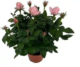 Intratuin Potroos (Rosa 'Roma Dolc'Amore') roze D 14 H 32 cm aanbieding