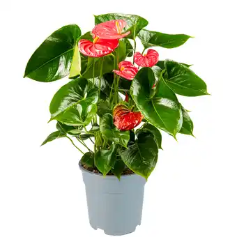 Dekamarkt DekaMarkt Anthurium aanbieding