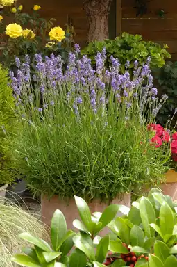 Intratuin Lavendel (Lavandula Angustifolia 'Munstead') aanbieding