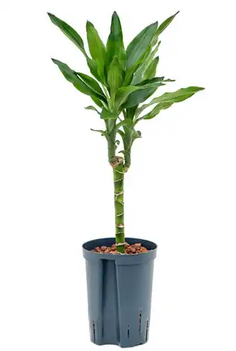 123Planten Dracaena fragrans 'Burundii' aanbieding