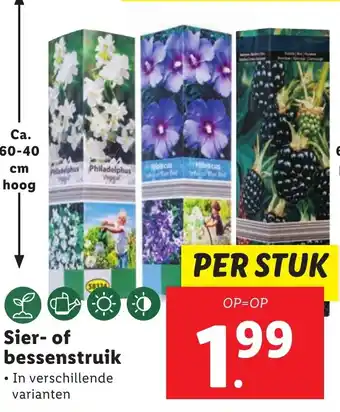 Lidl Sier- of bessenstruik aanbieding