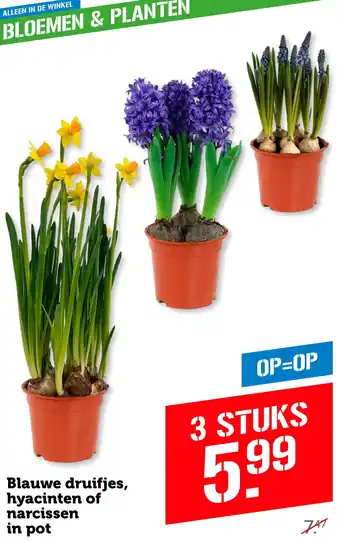 Coop Blauwe druifjes, hyacinten of narcissen in pot aanbieding