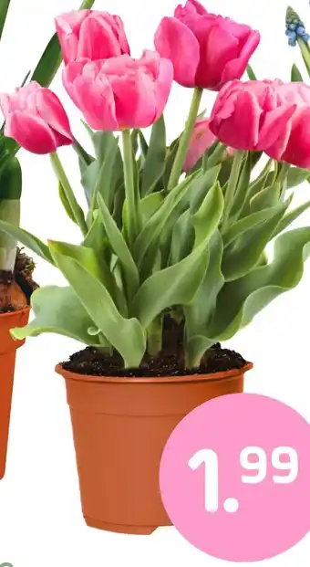 Coppelmans Tulpen in pot aanbieding