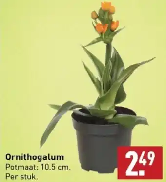 ALDI Ornithogalum 10.5 cm aanbieding