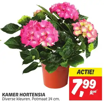 Dekamarkt KAMER HORTENSIA Potmaat 14 cm. aanbieding