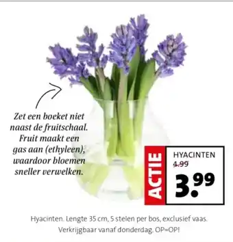 Intratuin Hyacinten aanbieding