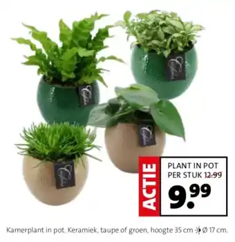 Intratuin Plant in pot per stuk aanbieding