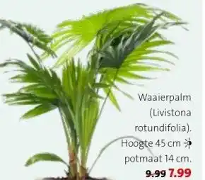 Intratuin Waaierpalm aanbieding