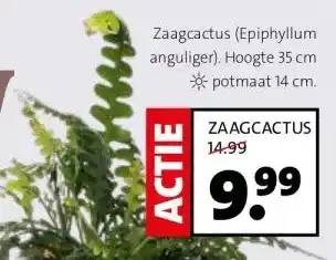 Intratuin Zaagcactus (Epiphyllum anguliger). Hoogte 35 cm aanbieding