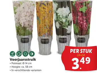 Lidl Voorjaarsstruik aanbieding