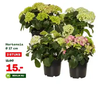 Welkoop Hortensia 17 cm aanbieding