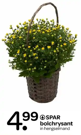 Spar Bolchrysant aanbieding