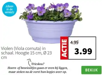 Intratuin Violen in schaal. Hoogte 15 cm, Ø 23 aanbieding