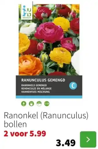 Intratuin Ranonkel bollen aanbieding