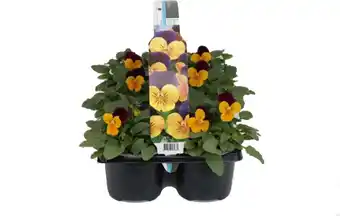 Intratuin Hoornviool (Viola cornuta) six-pack oranje paars D 9 H 10 cm aanbieding