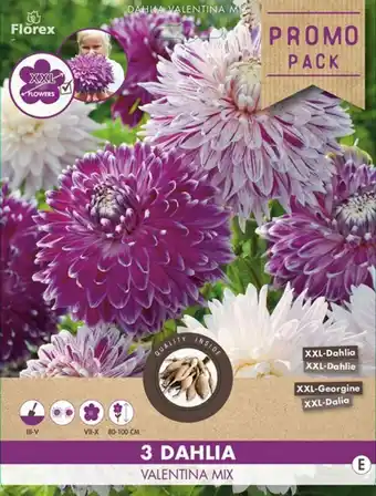 Welkoop Dahlia Valentina Dekoratief - Bloembollen - Paars wit gemengd - 3 stuks aanbieding