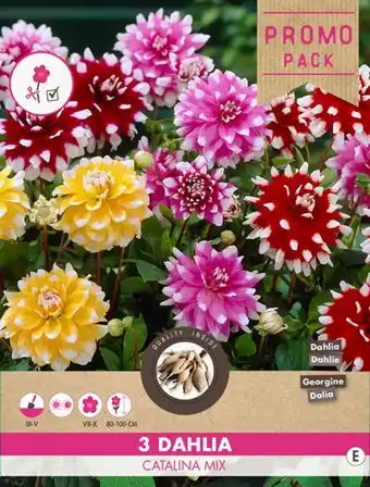 Welkoop Dahlia Catalina Dekoratief - Bloembollen - Bicolor gemengd - 3 stuks aanbieding