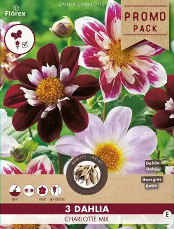 Welkoop Dahlia Halskraag Charlotte - Bloembollen - Gemengd - 3 stuks aanbieding