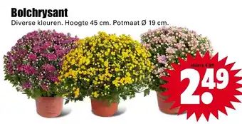 Dirk Bolchrysant 45cm aanbieding