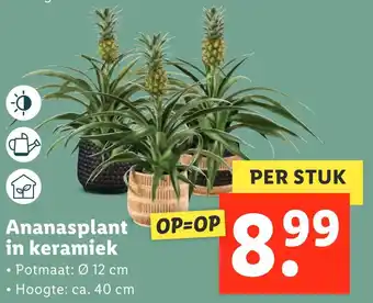 Lidl Ananasplant in keramiek aanbieding