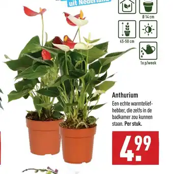 ALDI Anthurium per stuk aanbieding