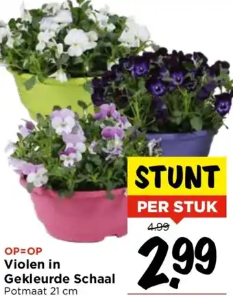 Vomar Voordeelmarkt Violen in Gekleurde Schaal Potmaat 21 cm aanbieding