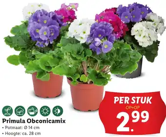 Lidl Primula Obconicamix aanbieding