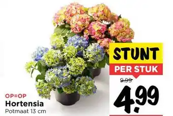 Vomar Voordeelmarkt Hortensia 13cm aanbieding