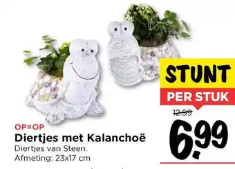 Vomar Voordeelmarkt Diertjes Met Kalanchoë 12x17cm aanbieding