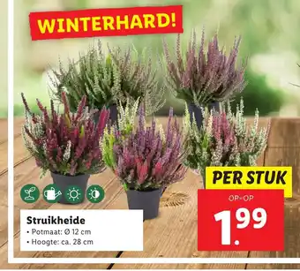 Lidl Struikheide 12 cm aanbieding