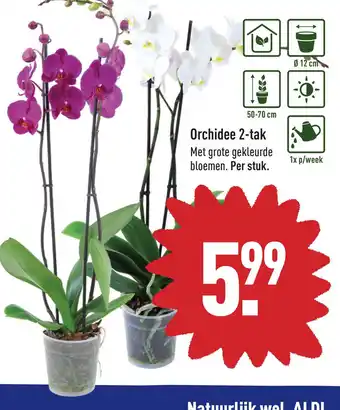 ALDI Drchidee 2-tak aanbieding