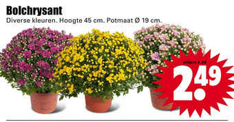 Dirk Bolchrysant aanbieding