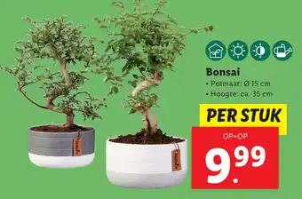 Lidl Bonsai aanbieding