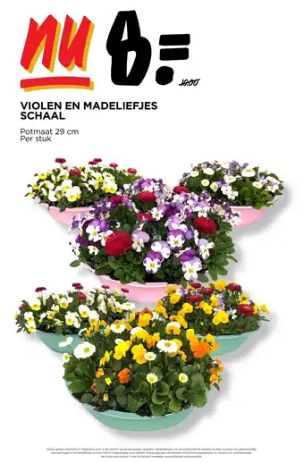 Jumbo VIOLEN EN MADELIEFJES SCHAAL aanbieding