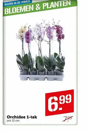 Coop Orchidee 1-Tak aanbieding