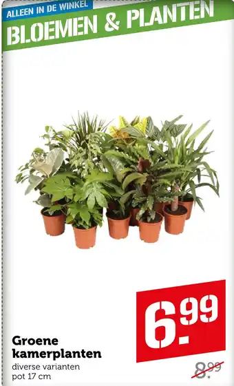 Coop Groene kamerplanten aanbieding