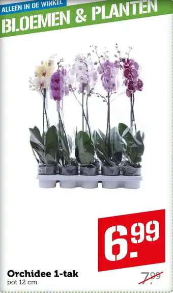 Coop Orchidee 1-tak aanbieding